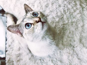 Close-up portrait of a cat