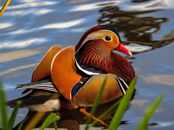 Close-up of duck swimming in lake