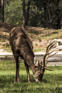 Deer eating grass in a park