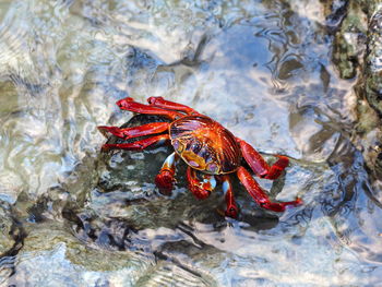 Close-up of red crab in water