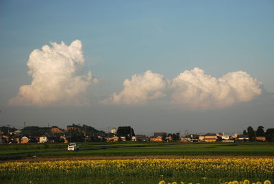 Scenic view of agricultural field against sky