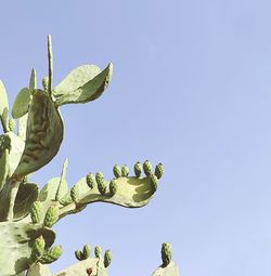 Low angle view of cactus against clear sky