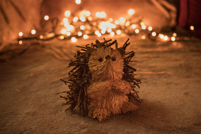 Close-up of a bird on the floor
