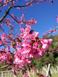 Low angle view of cherry blossom