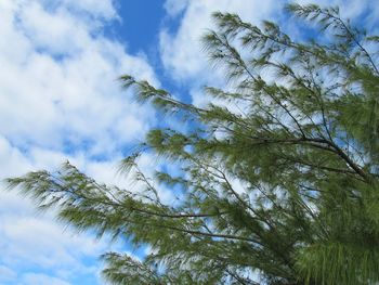 Low angle view of tree against sky