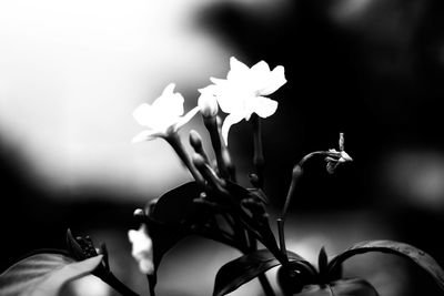 Close-up of flowers against blurred background