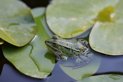 Close-up of edible frog - pelophylax kl. esculentus 