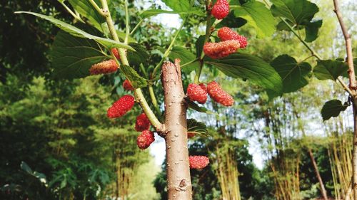 Low angle view of fruits growing on tree