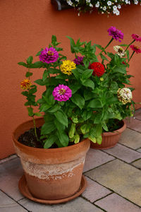 Close-up of potted plant against wall