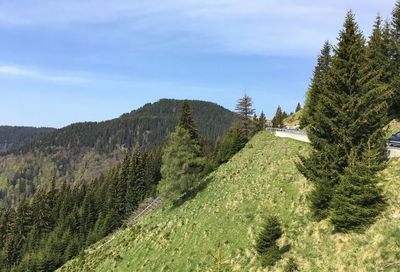 Scenic view of pine trees against sky