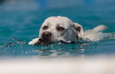 Portrait of dog swimming in pool