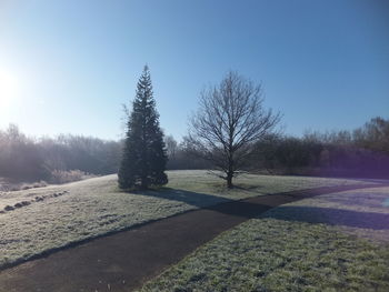 Bare trees on landscape