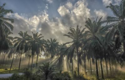 Palm trees against sky