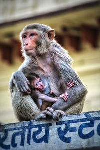 Close-up of monkey sitting outdoors