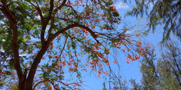 Low angle view of flowering tree against sky