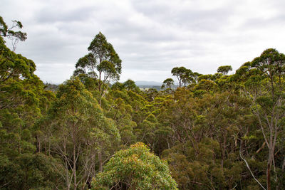 Plants and trees against sky