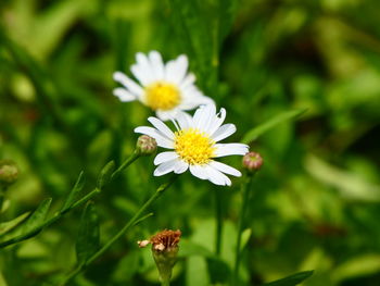 Close-up of white daisy flower