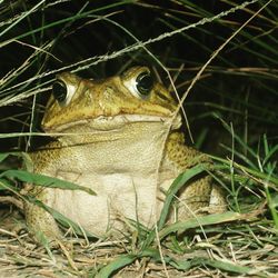 Close-up of lizard on grass