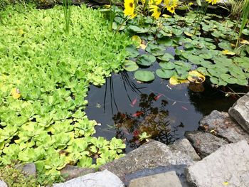High angle view of leaves floating on water