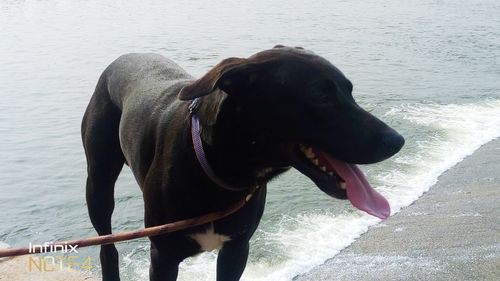 Dog standing in sea