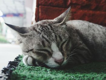 Close-up of cat sleeping