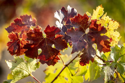 Vineyard landscapes in autumn in the penedes wine region in catalonia