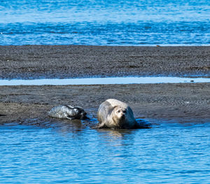 Mother and pup harrbo seals