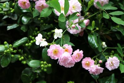 Close-up of flowers blooming on plant