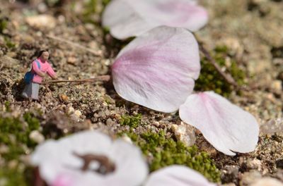 Close-up of pink flowers blooming on field