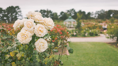 Close-up of white rose on field