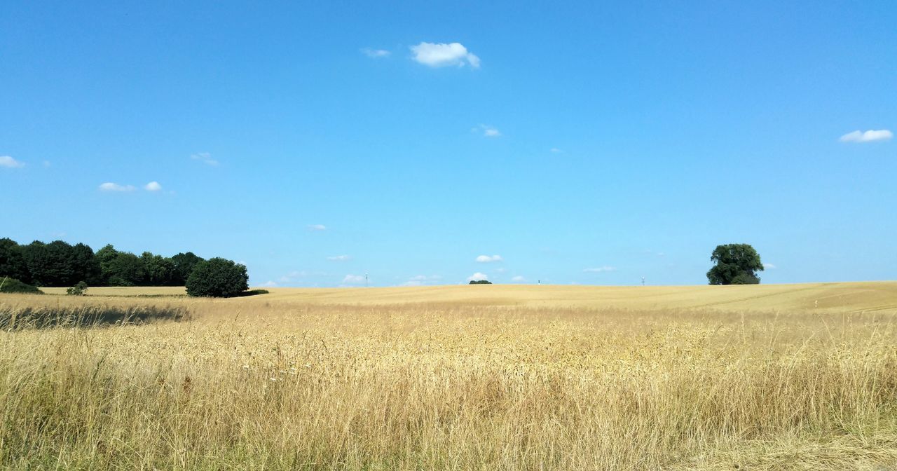 sky, land, plant, landscape, field, tranquil scene, tranquility, scenics - nature, beauty in nature, environment, growth, agriculture, day, nature, rural scene, tree, blue, cloud - sky, non-urban scene, idyllic, no people, outdoors