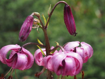 Close-up of pink flowering plant