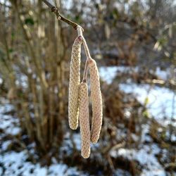 Close-up of frozen tree