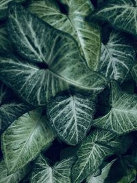 Full frame shot of leaves