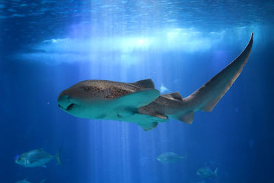 Close-up of fish swimming in aquarium