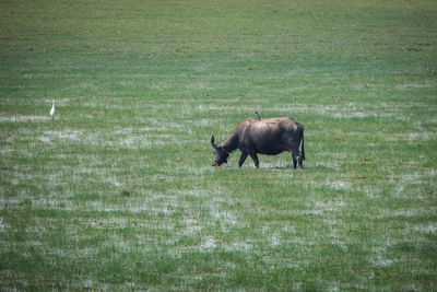 View of a horse on field