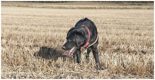 Full length of a dog on field