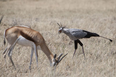 Gazelle grazing by bird on grassy field