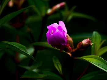 Close-up of pink flower blooming outdoors