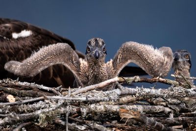 Low angle view of animal on land against sky