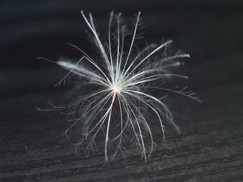 Close-up of dandelion on table