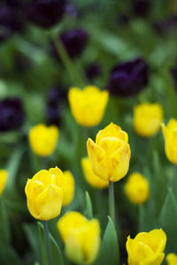 Close-up of yellow flowering plant on field