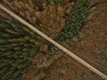 Aerial view of footbridge over forest