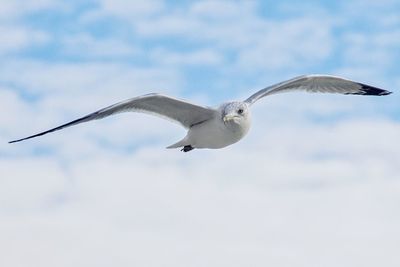 Low angle view of seagull flying