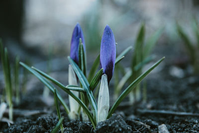 Close-up of purple crocus flowers on field