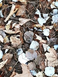 High angle view of dry leaves on field