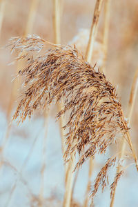 Pampas grass at sunset. reed seeds in neutral colors on a light background. dry reeds close up. 