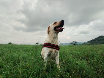 Dog running on grassy field