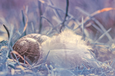 Close-up of crab on grass