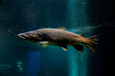 Fish swimming in sea